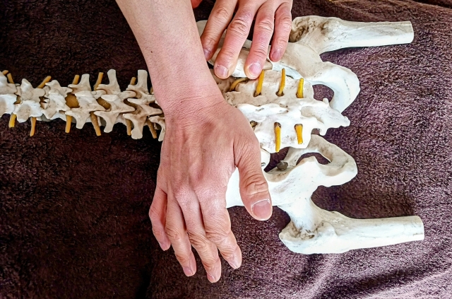 平塚で坐骨神経痛に悩む方へ｜整骨院の骨盤矯正で根本改善を目指す方法