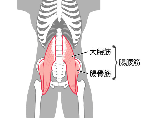 腰痛に悩む方へ。腸腰筋の硬さが招く腰の痛みと改善方法とは？