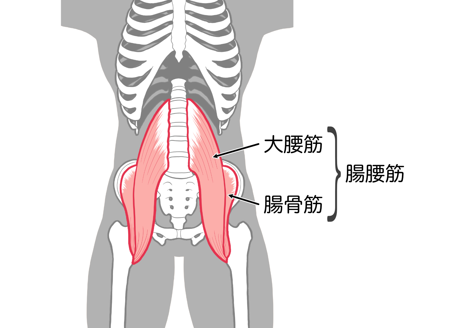 腰痛に悩む方へ。腸腰筋の硬さが招く腰の痛みと改善方法とは